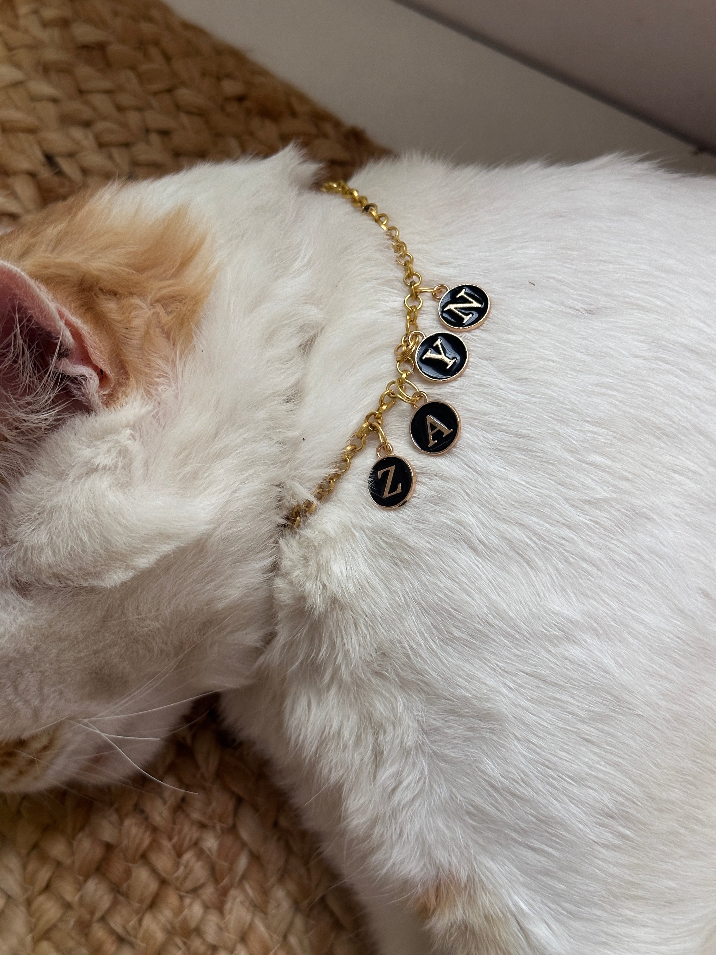 Name pendant for pets💗🫶🏻